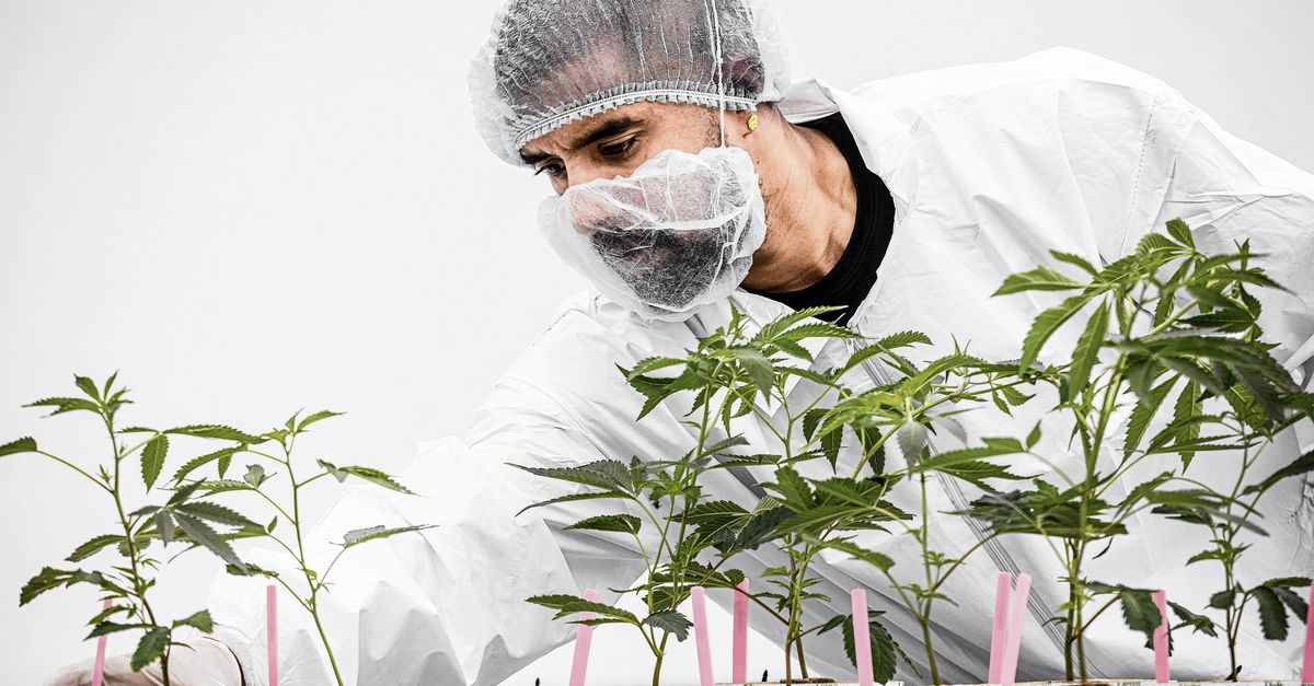 ‘Wiet is tegenwoordig lucratiever dan cocaïne’, Aziatische beurzen opnieuw onderuit door oorlog in Iran