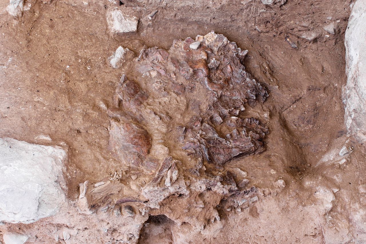 Platgedrukt neanderthalerskelet gevonden in Koerdistan 
