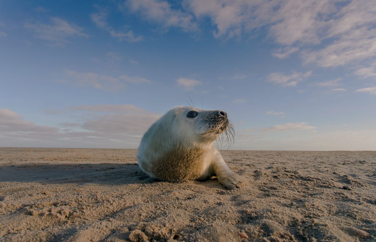 De Waddenzee lijkt op een verre planeet in de film van Ruben Smit NRC