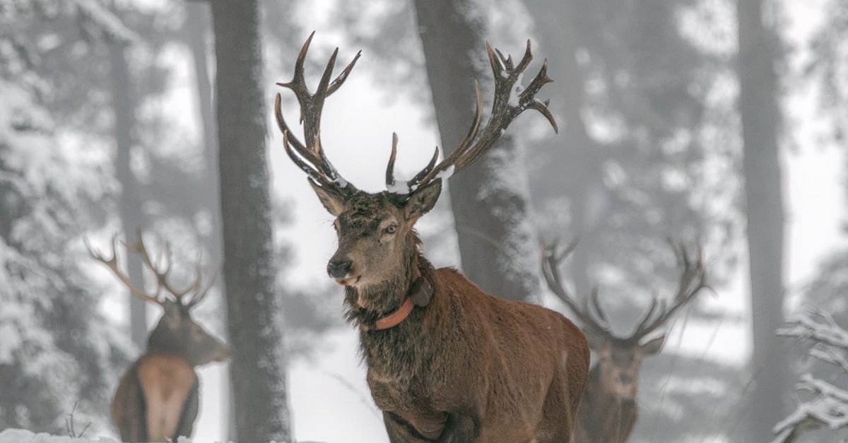 Hoe verhoudt de wolf zich tot zijn prooien (zoals herten)? Om die vraag te beantwoorden heb je wel een wolf nodig