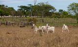 Runderen grazen op een ranch in het Nascente da Serra do Cachimbo reservaat.