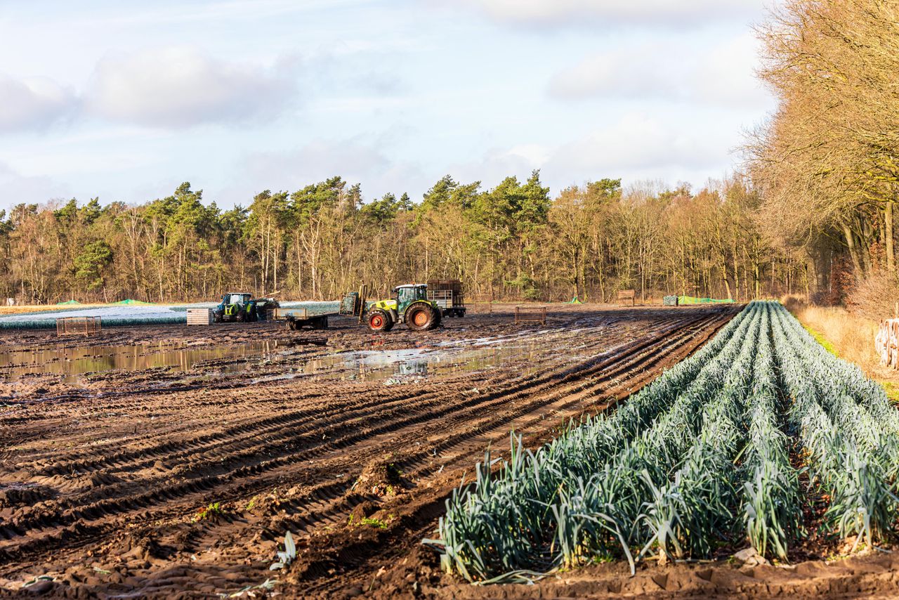 Een boer oogst prei op een drassige akker in Geldrop, Noord-Brabant.
