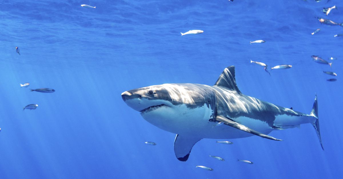 Vissen met eigen lichaamswarmte, zoals de witte haai, zijn gevoeliger voor opwarming van de zee