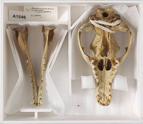 Museum vindt resten van laatste Tasmaanse tijger na 86 jaar terug in een kast 