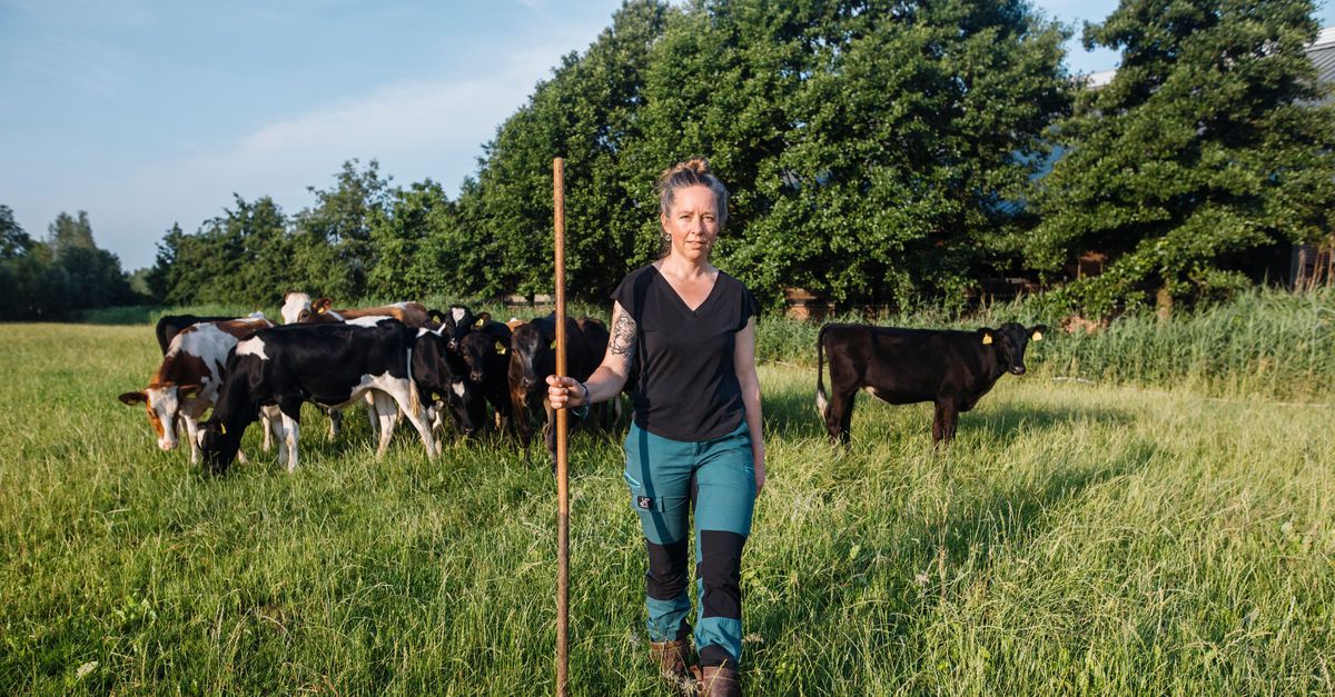 Ook de melkveehouder die overstapt op biologisch is onzeker over het ‘stikstofpakket’ van de overheid