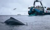 The Chilean ship the Antarctic Endeavor, busy catching krill in the Antarctic region. In the foreground a whale.
