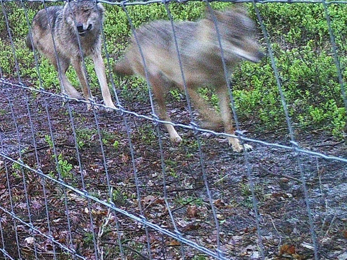 Eind april werd in Nederland voor het eerst een foto gemaakt van een wolvenpaar. De exacte locatie wordt geheim gehouden.