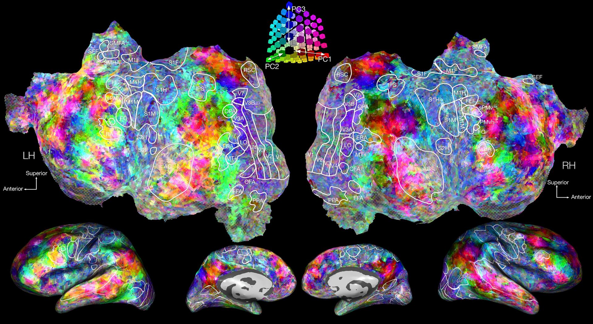 Brain карта. Карта мозга. Трехмерная карта. Трёхмерная карта головного мозга. Подробная карта мозга.