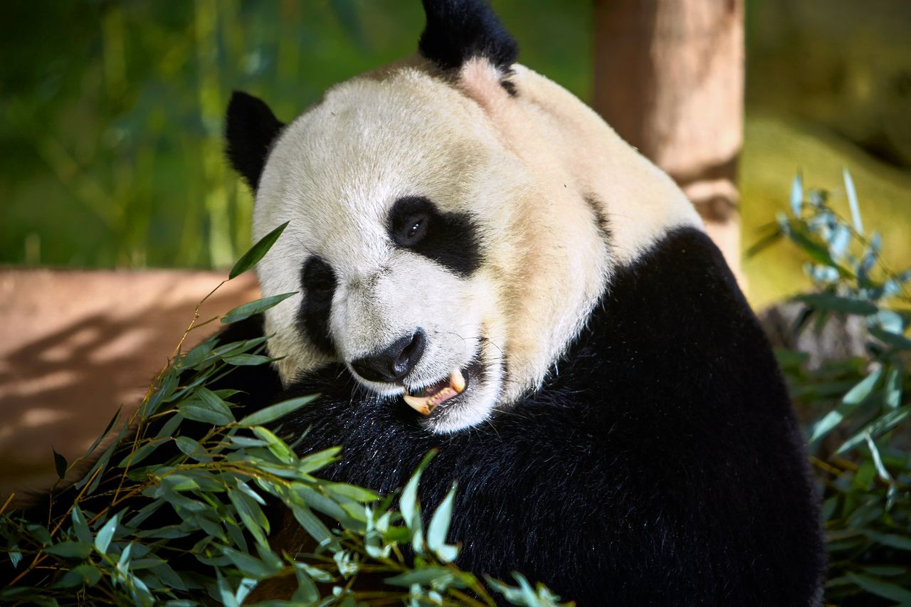 De Panda S In Rhenen Zijn Inmiddels Gewend Nu Is Het Wachten Op