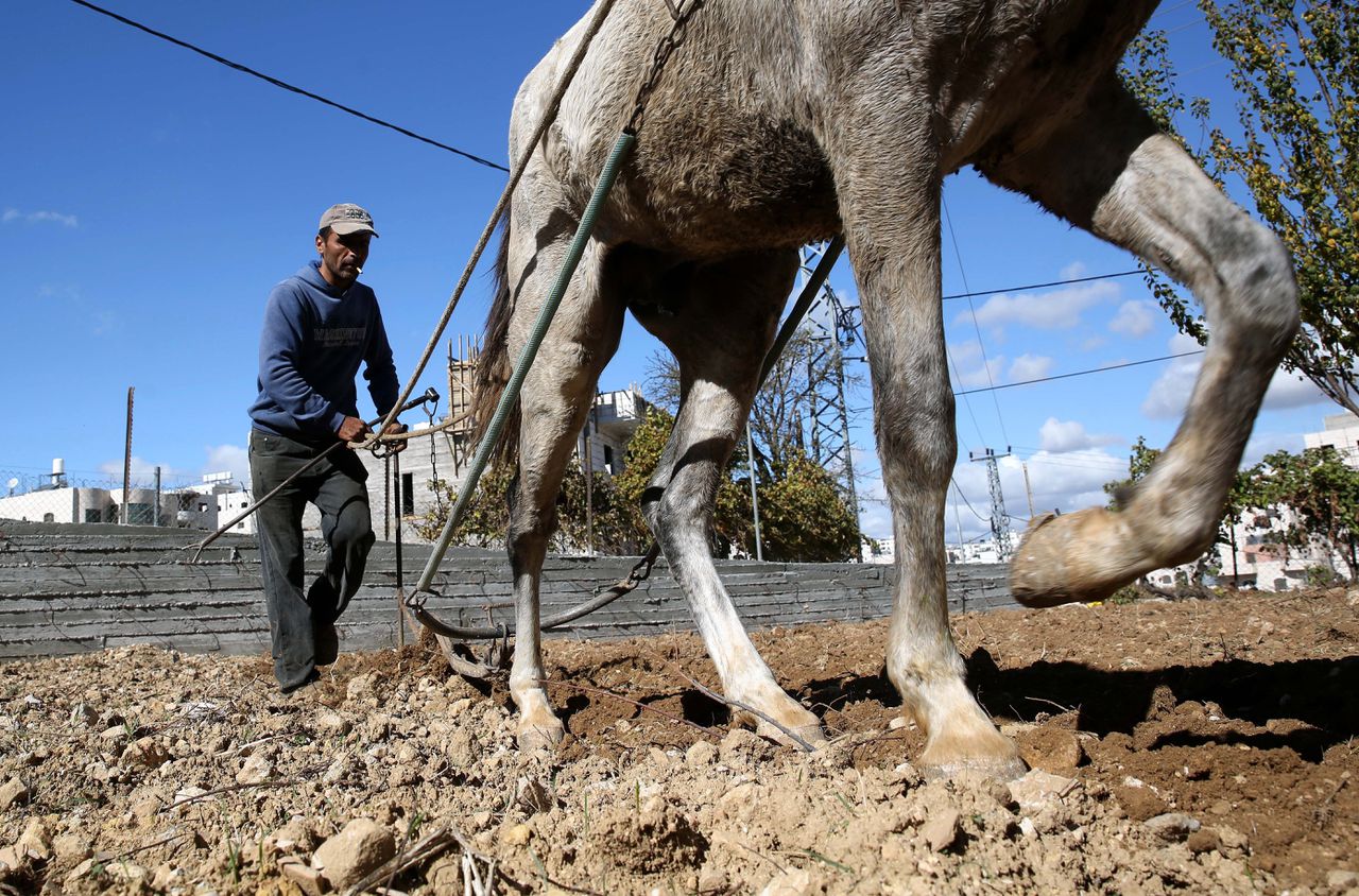 Een Palestijnse boer ploegt zijn land bij Hebron op de Westelijke Jordaanoever.