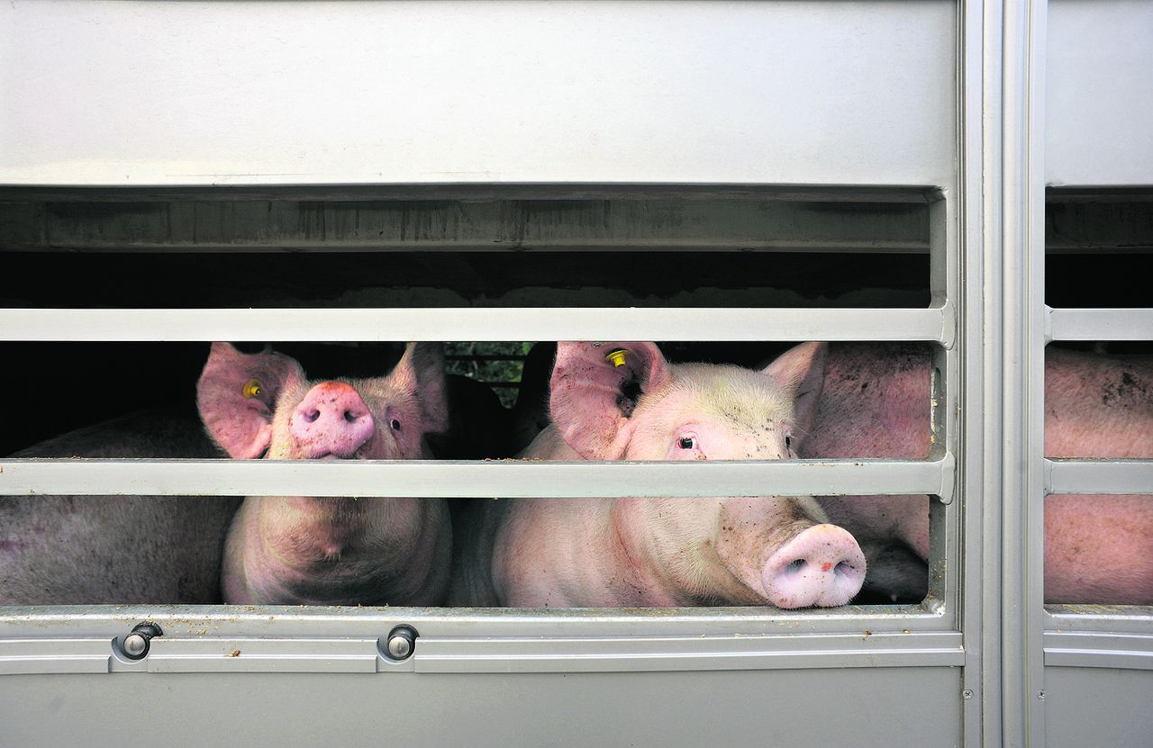Nederland, Ubbergen, 21-10-2009 Langs een doodlopende weg staat een aanhanger met varkens geparkeerd. Hij lijkt achtergelaten te zijn door een transporteur met de afspraak dat hij later verder vervoerd zal worden naar zijn eindbestemming. Foto: Flip Franssen