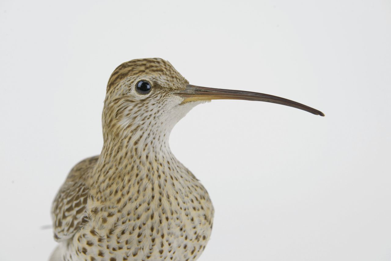 Het fluitende gejodel van de dunbekwulp is voor altijd verstomd – de vogel is uitgestorven
