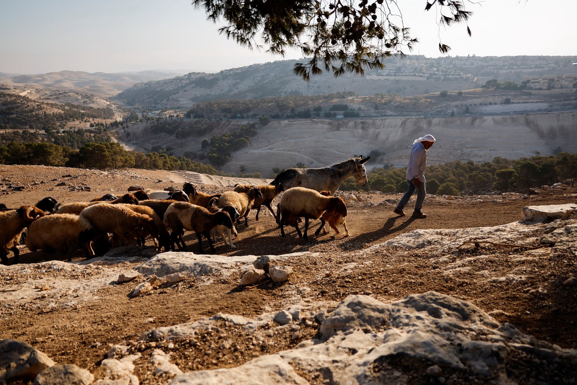 Un beduino palestino lidera su rebaño. La existencia de los beduinos en Cisjordania está amenazada por la anexión de territorios palestinos por parte de Israel.   