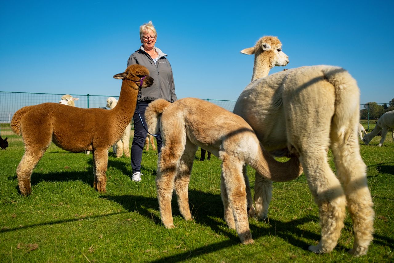Anja van der Wagt en haar man leiden een alpacafokkerij in Bollaarsdijk, Alpaca World geheten.