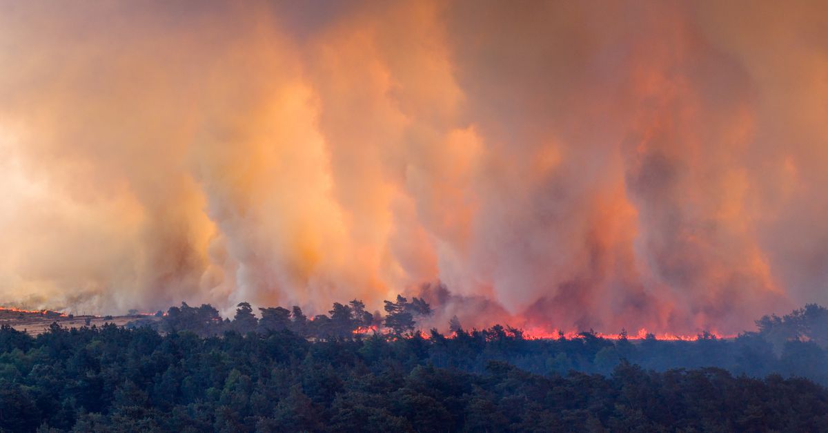 Hoogleraar niet verbaasd over brand: ‘De natuur is nu superbrandbaar, je kunt je afvragen of een militaire oefening wel zo’n goed idee was’
