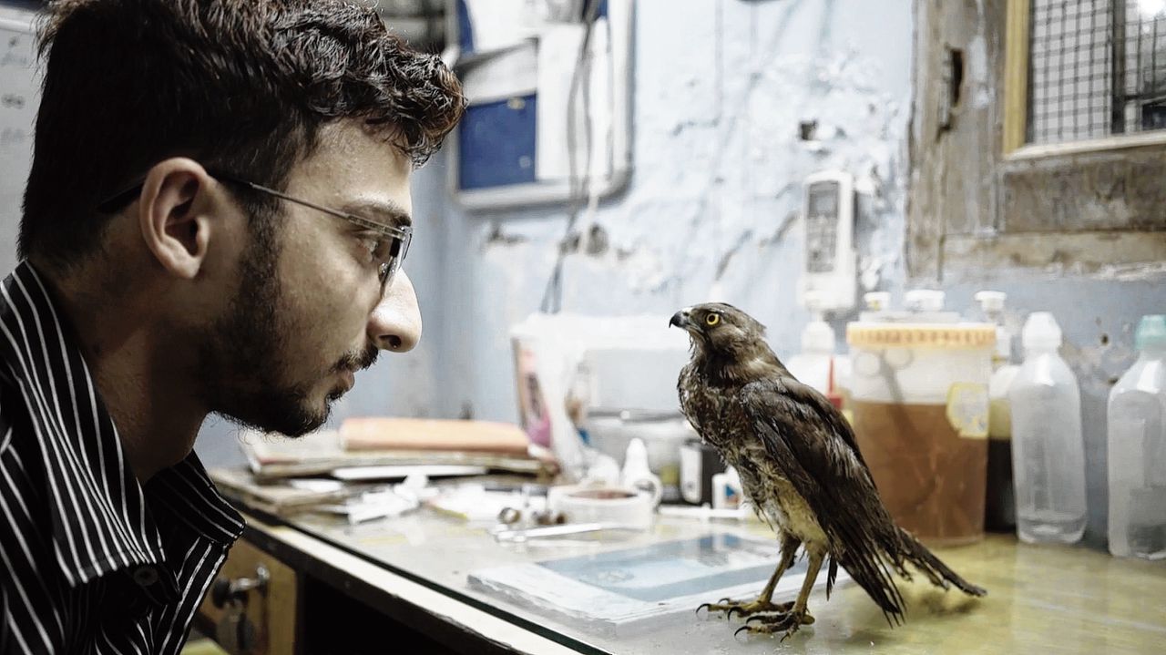 ‘All That Breathes’: sierlijke roofvogels die afval eten door vervuiling 
