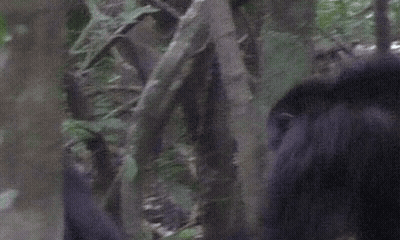 Chimpansees gebruiken gebaren bij hun gesprekken 