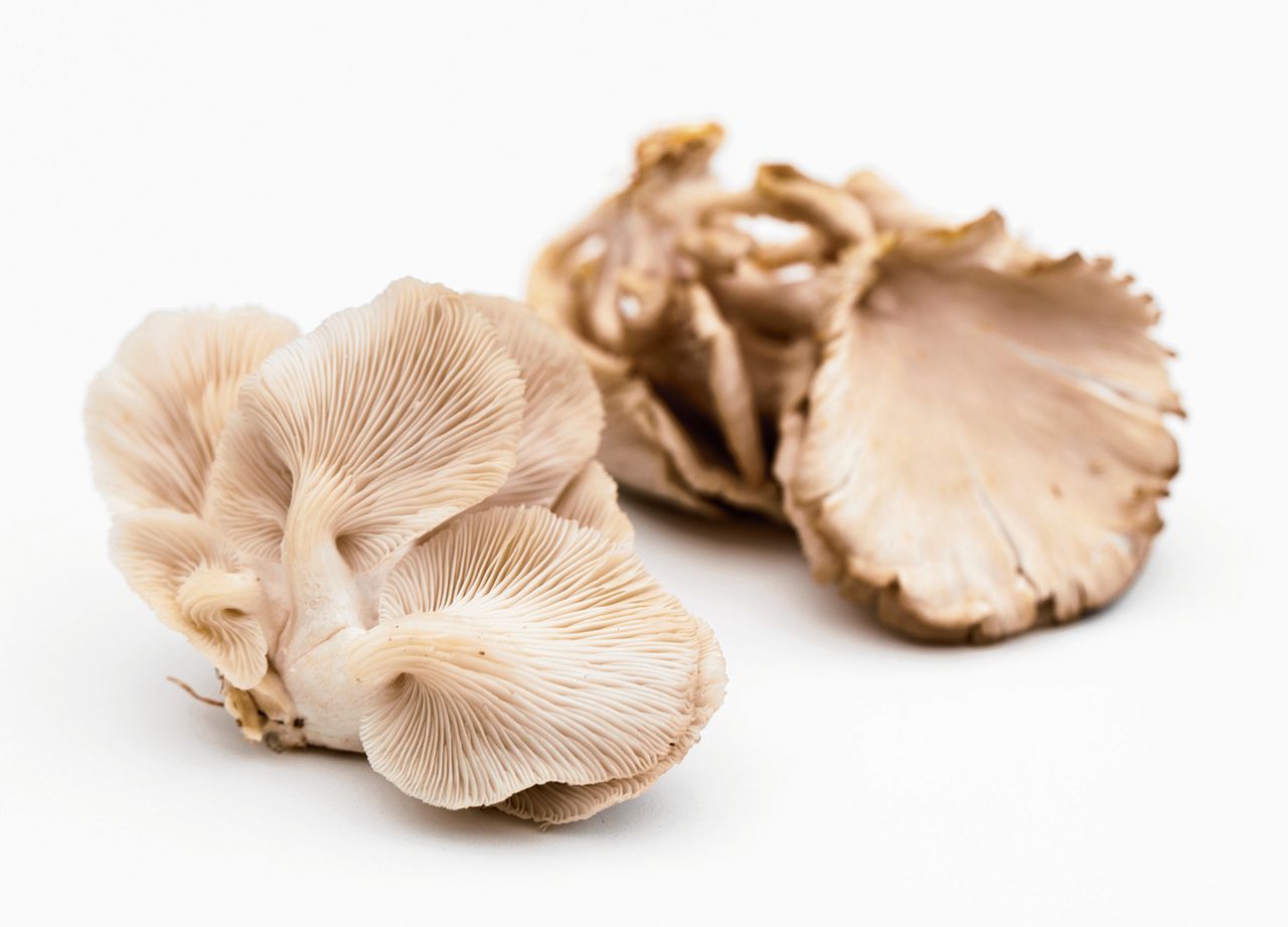 Fresh oyster mushrooms photographed close up on a white background.