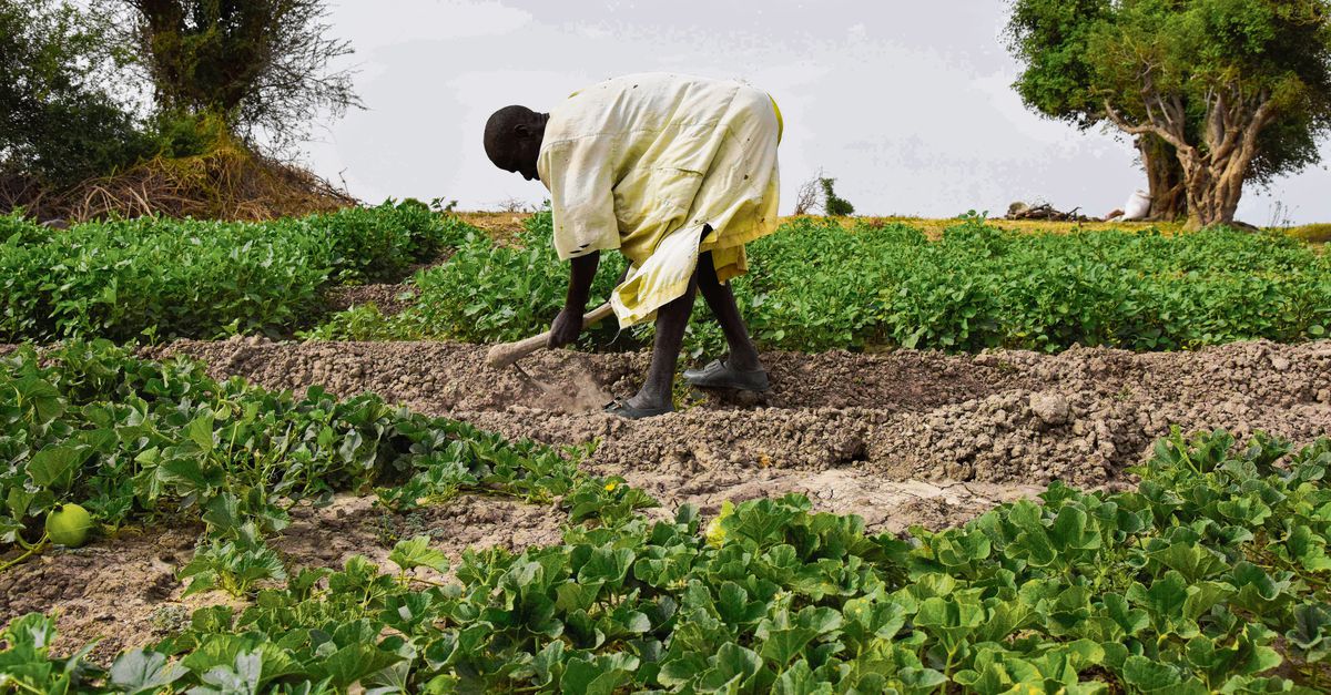Afrika bezuiden de Sahara kan niet alle inwoners voeden