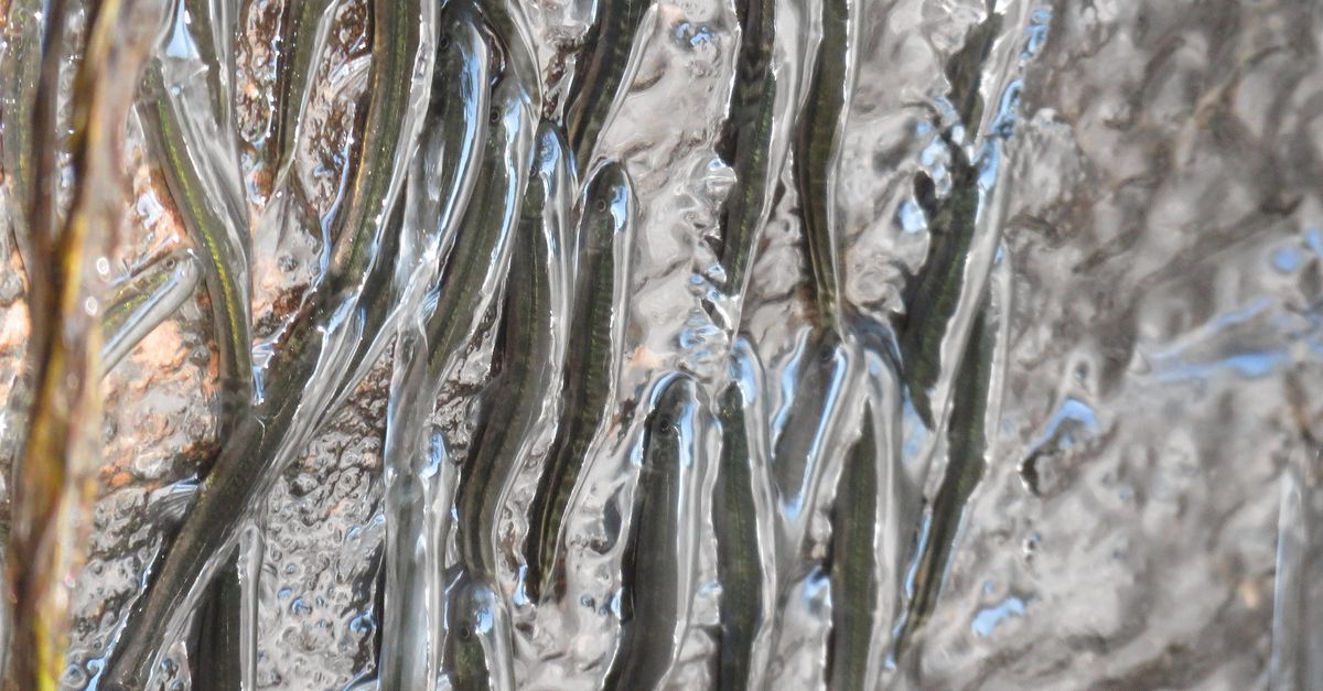 Dit visje moet bijna tien uur klimmen om de top van de waterval te bereiken (en als-ie valt moet-ie opnieuw beginnen)