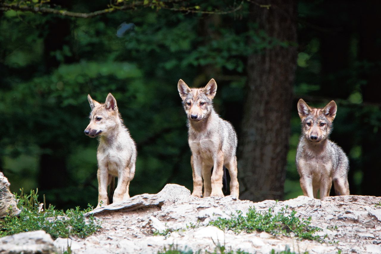 Drie jonge Amerikaanse wolven. Wolven zijn minder goed in het opvolgen van aanwijzingen van mensen.