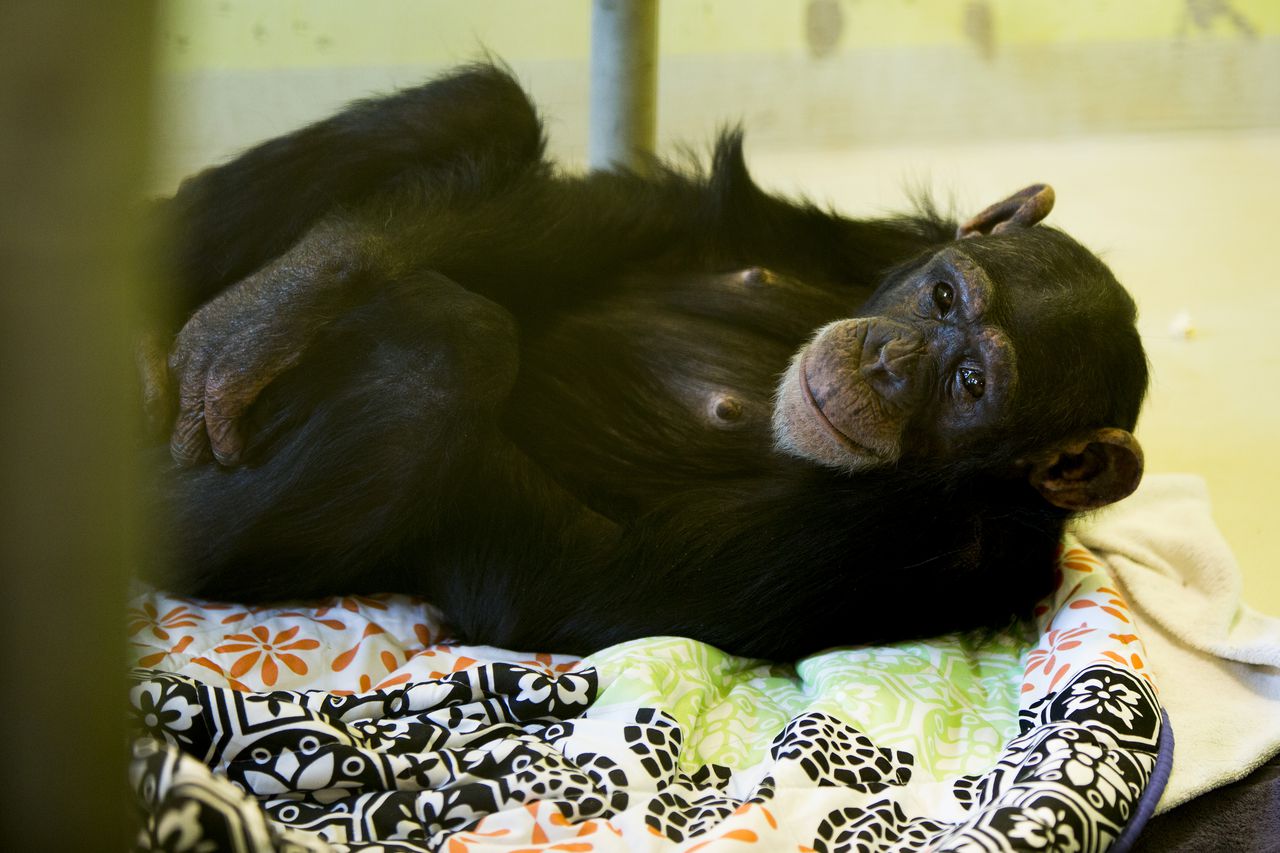 Na 13 jaar in een gezin woont Marria eindelijk tussen de chimpansees 
