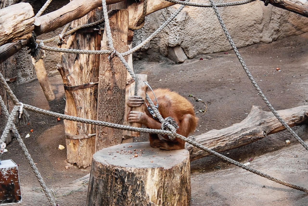 Het orang-oetanvrouwtje Padana kraakt noten in de dierentuin van Leipzig.