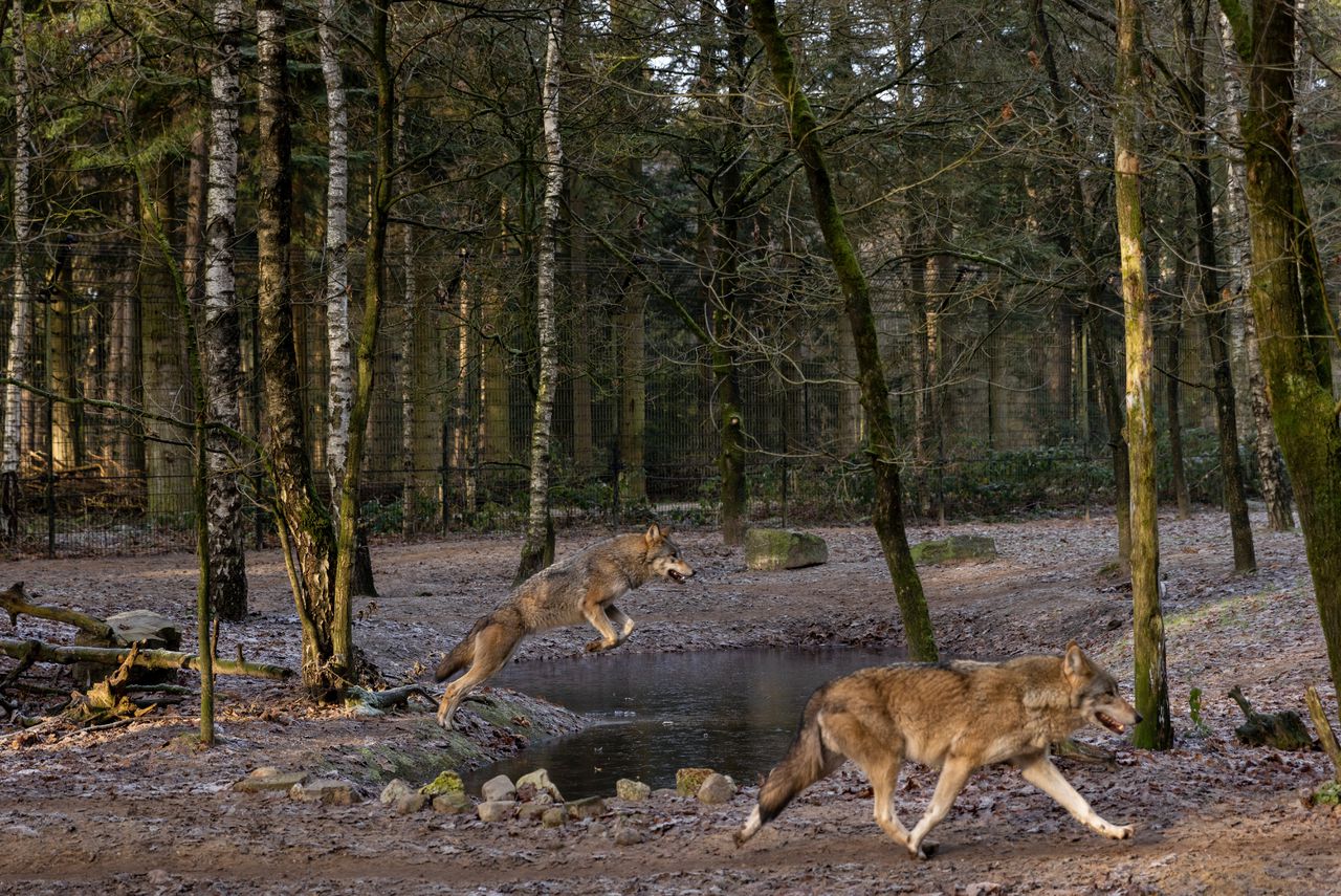 Twee wolven ontsnapten door precies op de goede plek een kuil te graven.