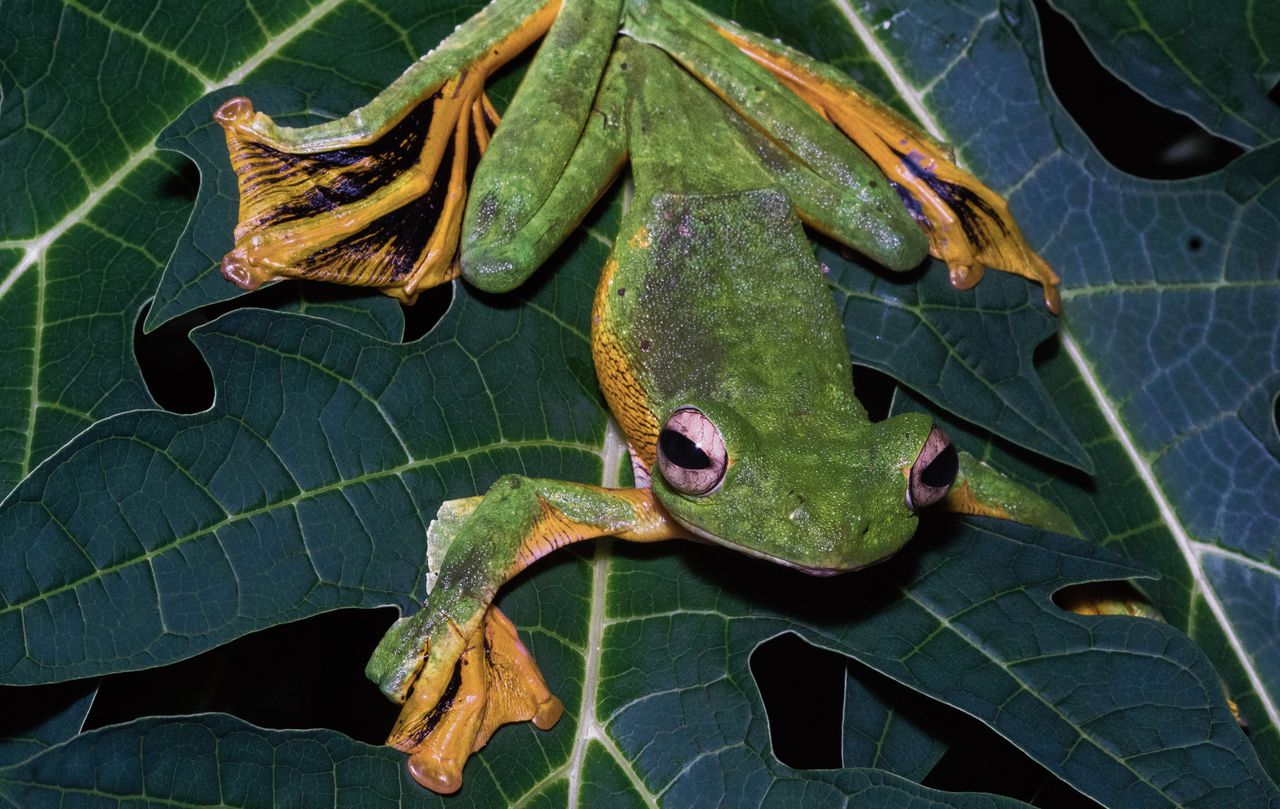 Vliegende boomkikker (Rhacophorus nigropalmatus), ook Wallace’s flying frog genoemd, naar de Britse natuurkundige Wallace.
