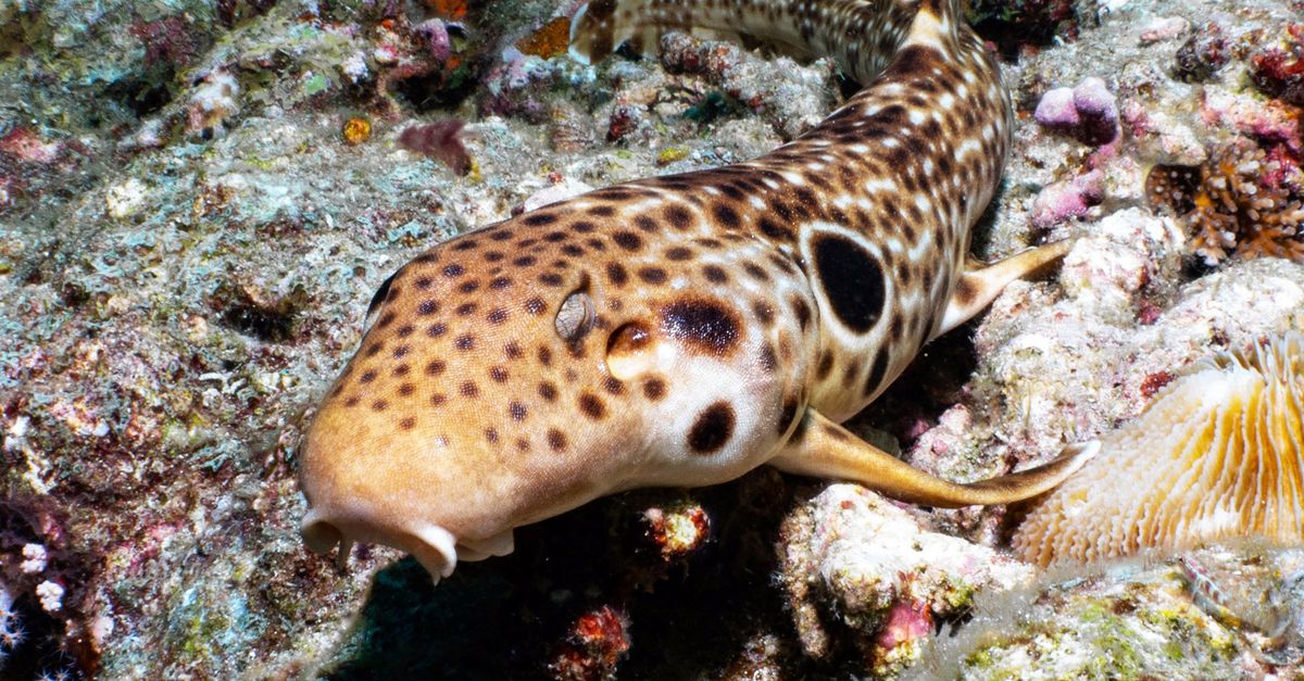 This shark walks on the ocean floor in search of food – it's easier than swimming