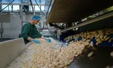 Een medewerker sorteert witte bonen op de lopende band in de HAK-fabriek.