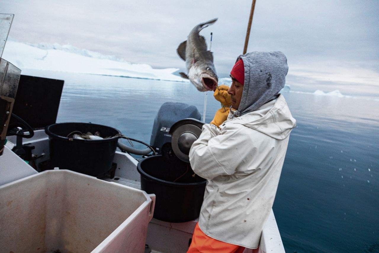 Een Groenlandse visser aan het werk. De natuurlijke sterfte onder vissen in deze koude wateren is veel lager dan de sterfte in warmere streken.