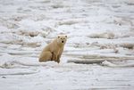 IJsbeer in de Hudson Baai in Canada (Foto AFP)