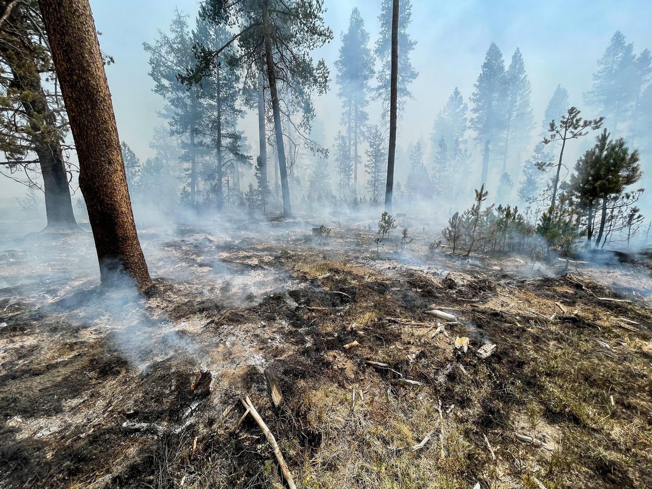 CO2 compenseren door bomen te planten – maar dan brandt het bos af 