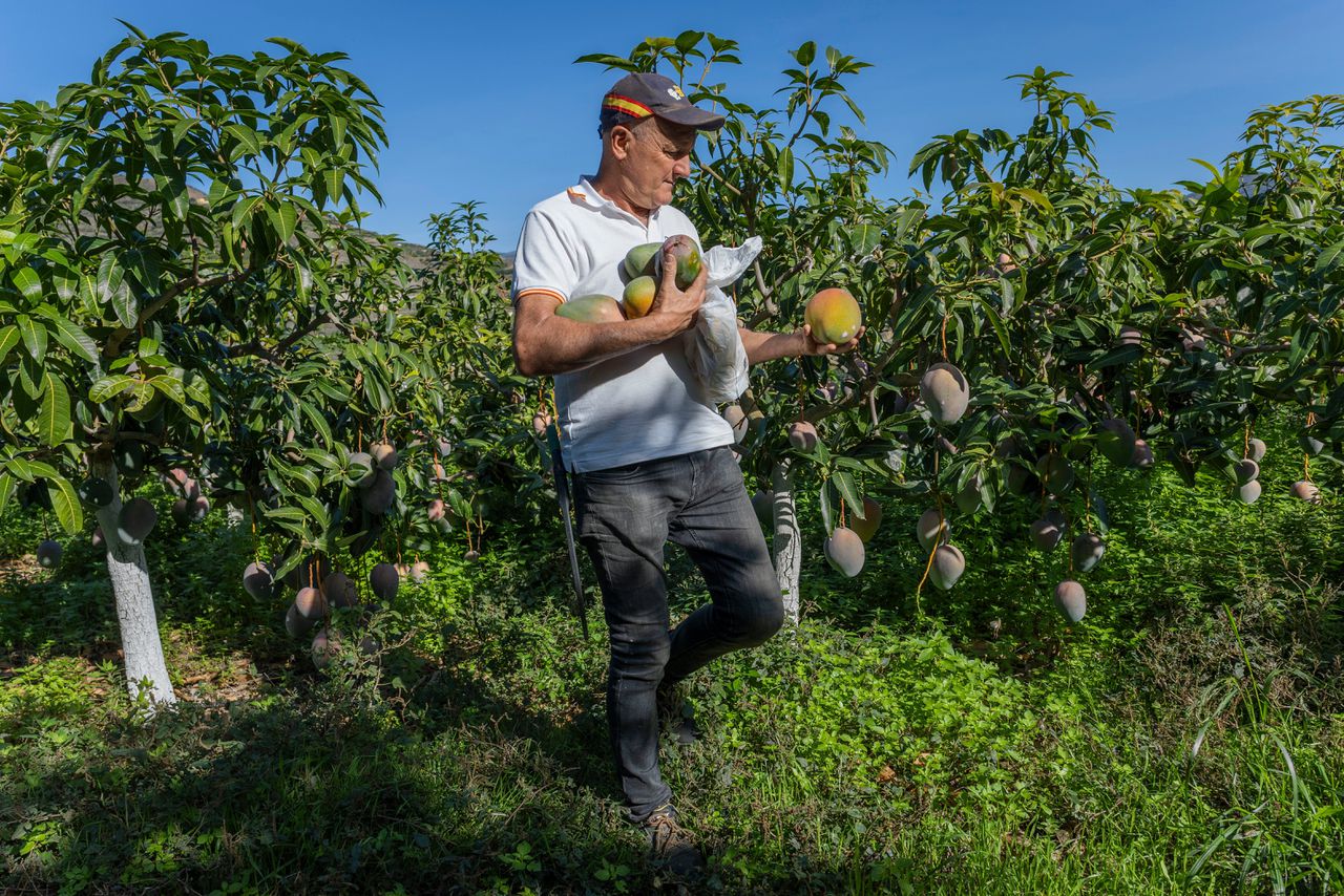 Antonio Guerrero plukt mango’s op zijn land in de buurt van het Zuid-Spaanse Almuñecar. Foto Miguel Gomez