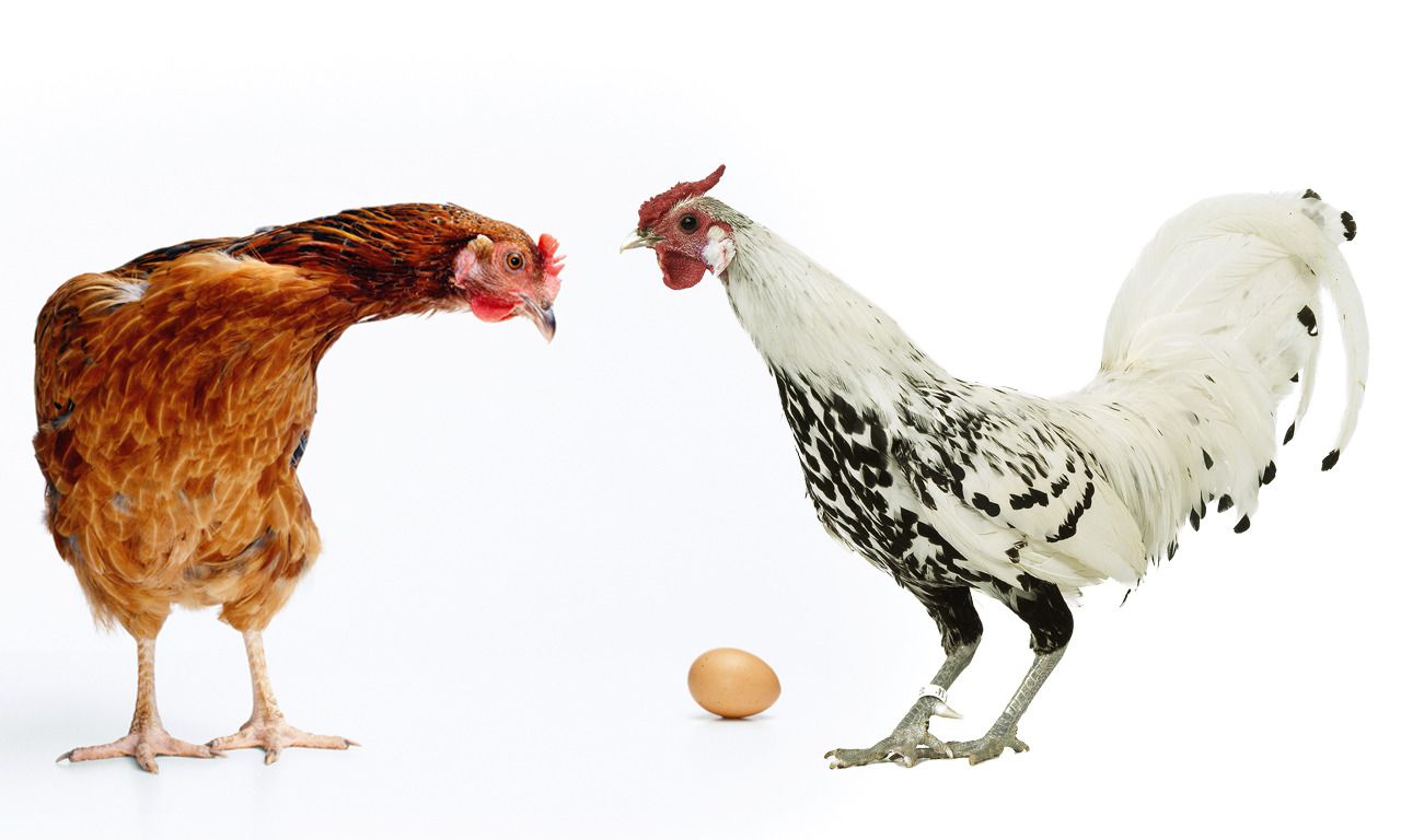 Acht Tips Van De Expert Voor De Beginnende Kippenhouder Nrc