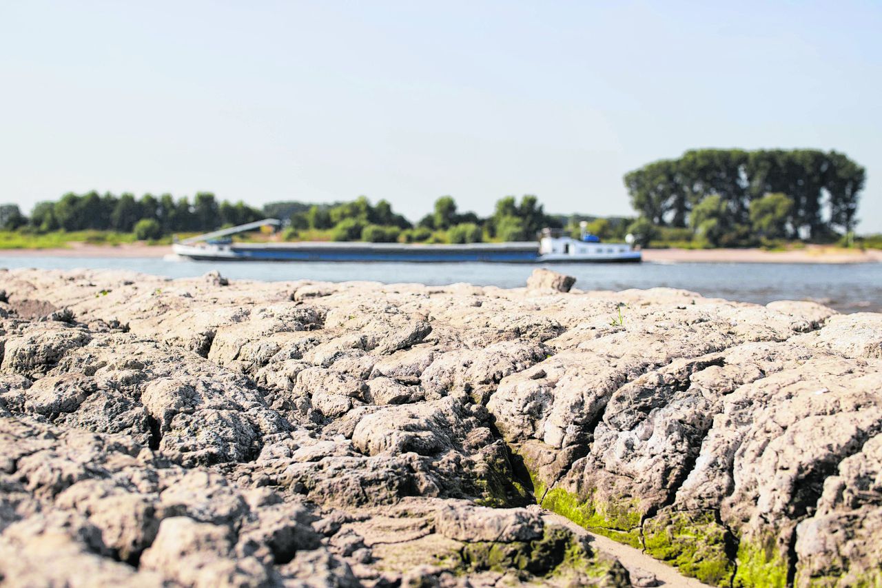De bodem van de oever van de Rijn is gescheurd door de droogte.