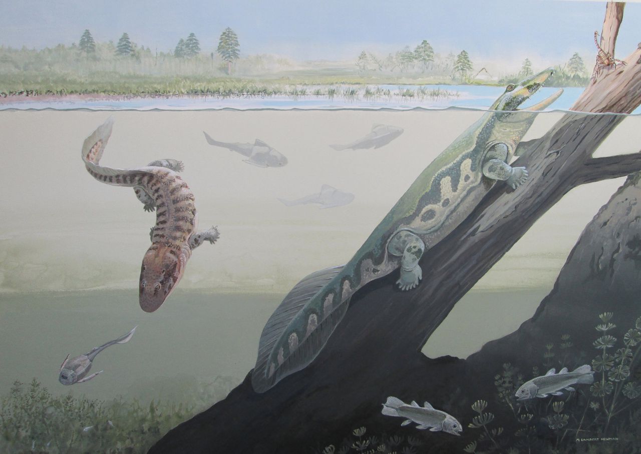 Tekening van de vroege viervoeters Gondwanascorpio emzantsiensis (links) en Tutusius umlambo (rechts) , zo’n 360 miljoen jaar geleden.