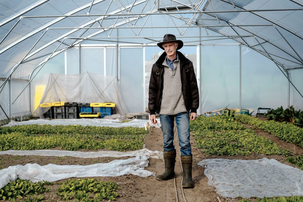 Bioboer Jan Wieringa: ‘Vijftig melkkoeien kennen elkaar nog, zestig niet meer’ 