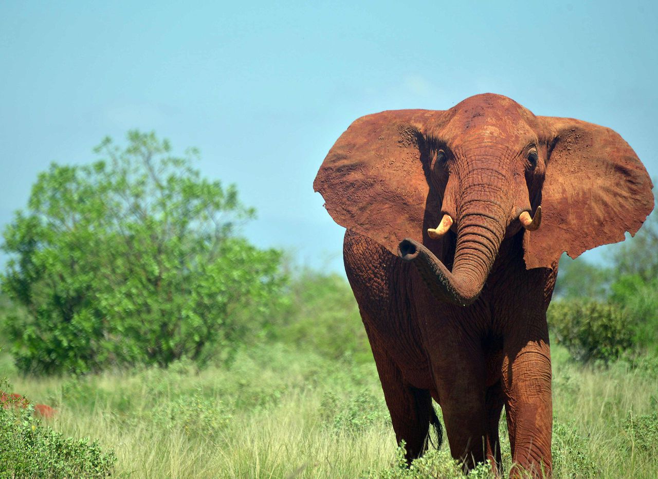 komedie Iedereen strelen Aantal Afrikaanse olifanten drastisch afgenomen - NRC