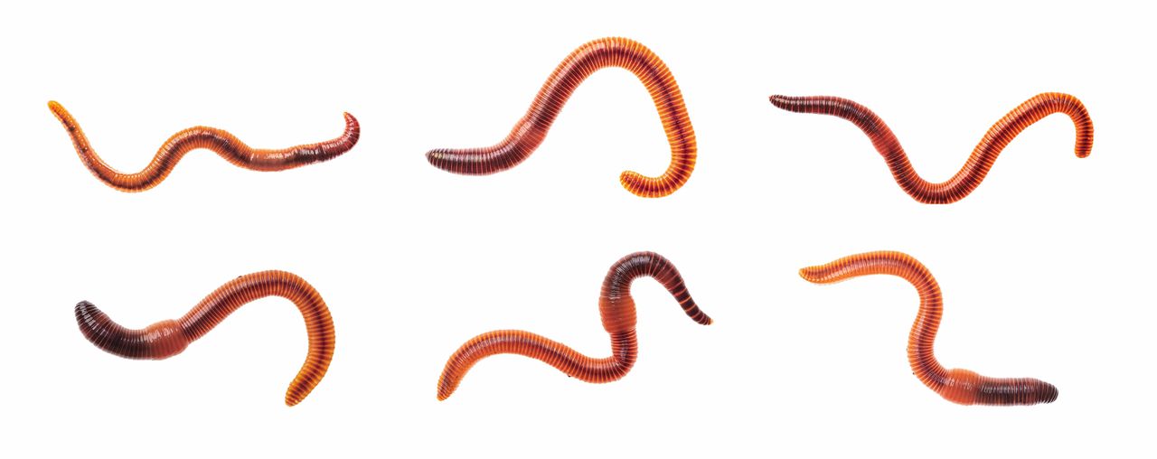 Een regenwormensoort die veel door sportvissers wordt gebruikt is de Dendrobena veneta.