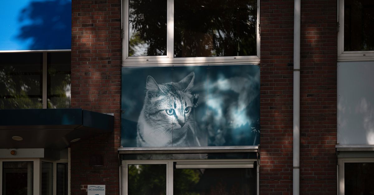 Opnieuw ingreep bij dierenartsketen Evidensia: nieuwe directeur na halfjaar weer vertrokken