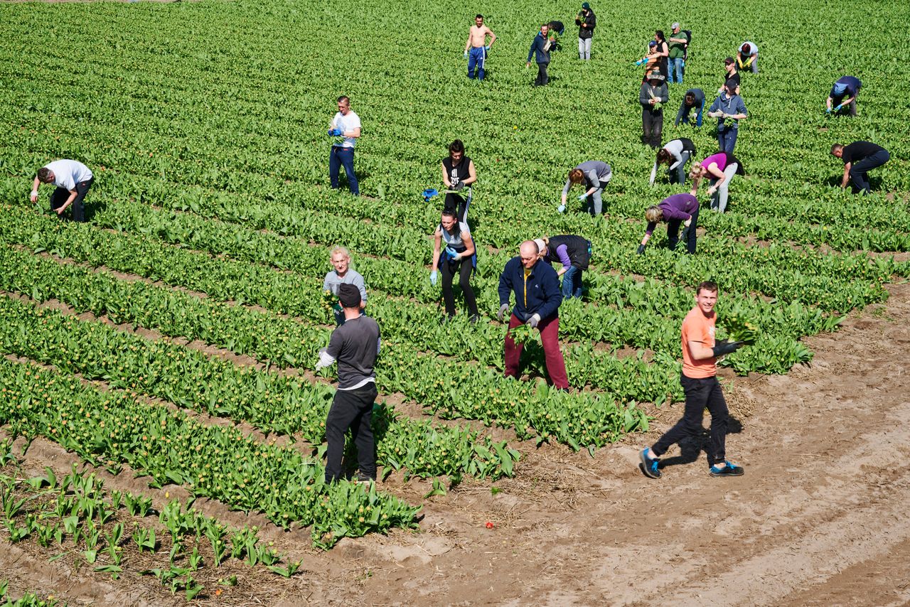 Arbeidsmigranten aan het werk in de bollenvelden bij Lisse. Een commissie geleid door Emile Roemer pleit er voor om hun vaak slechte werk- en leefomstandigheden te verbeteren.