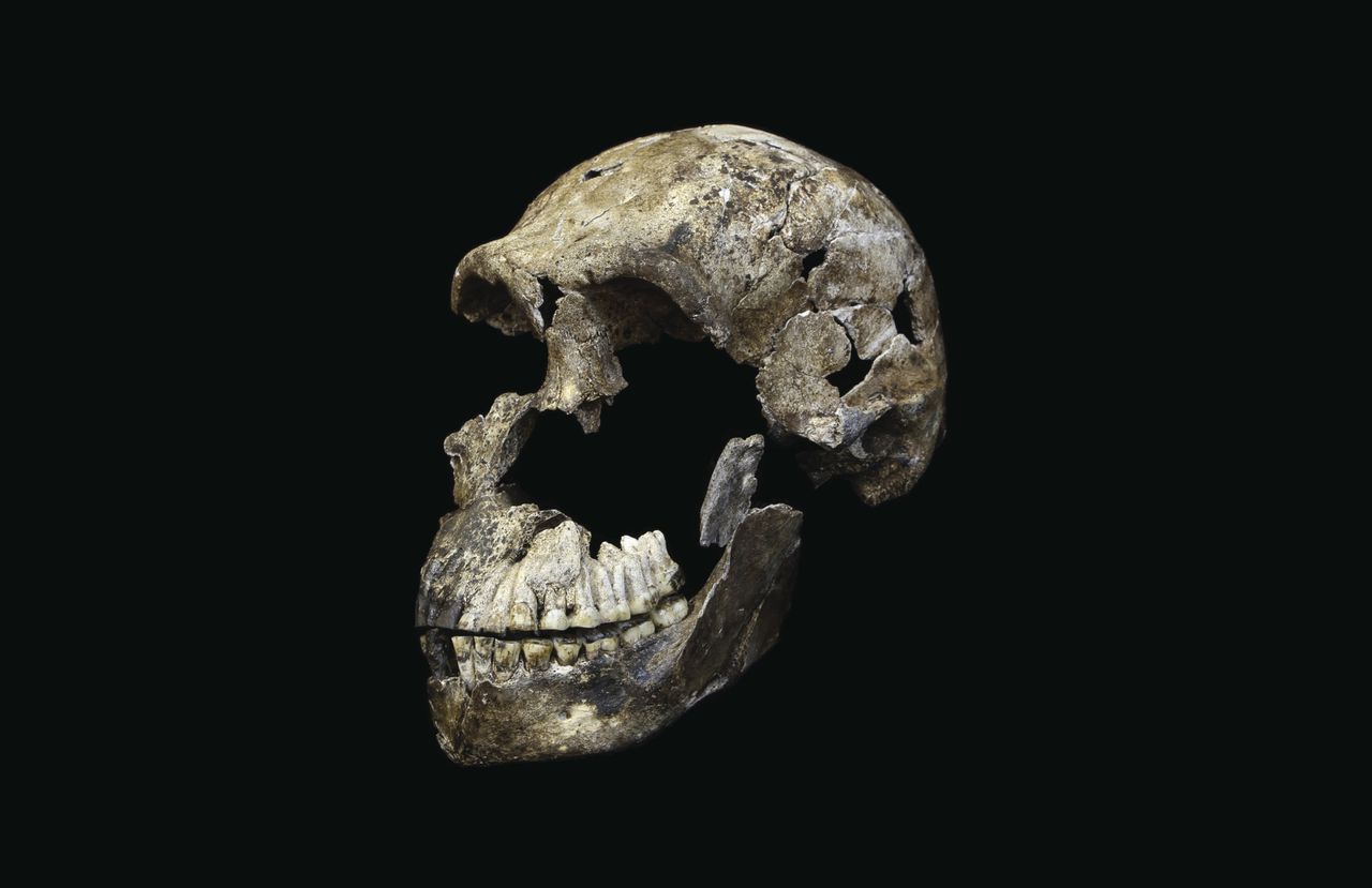 Net beschreven schedel van Homo naledi.