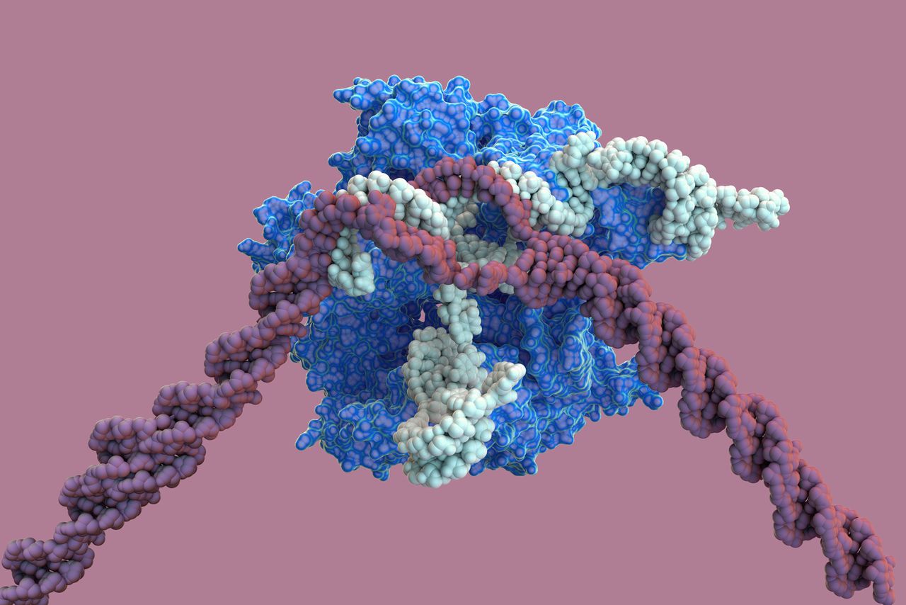 Crispr-cas-enzym (donkerblauw) is bezig met het vervangen van een stukje DNA (paars).