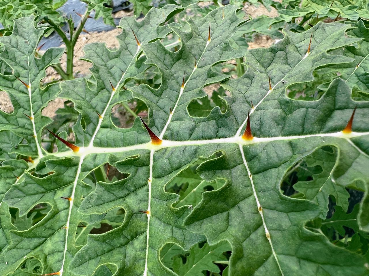 De stekels van planten hebben dezelfde genetische oorsprong 