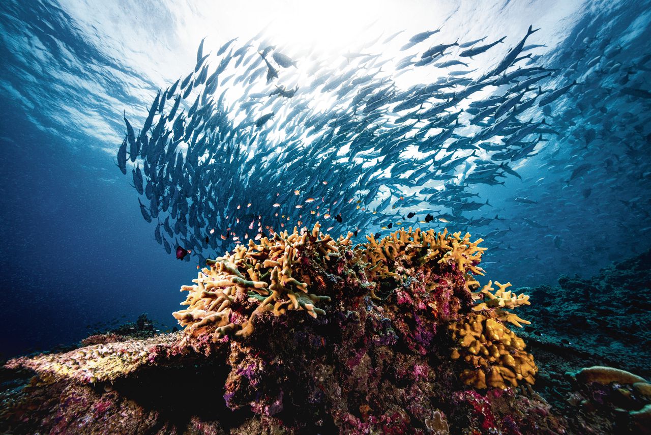 School van jackfish, voor de kust van Borneo. Zeevissen zijn gevoeliger voor klimaatopwarming dan zoetwatervissen.