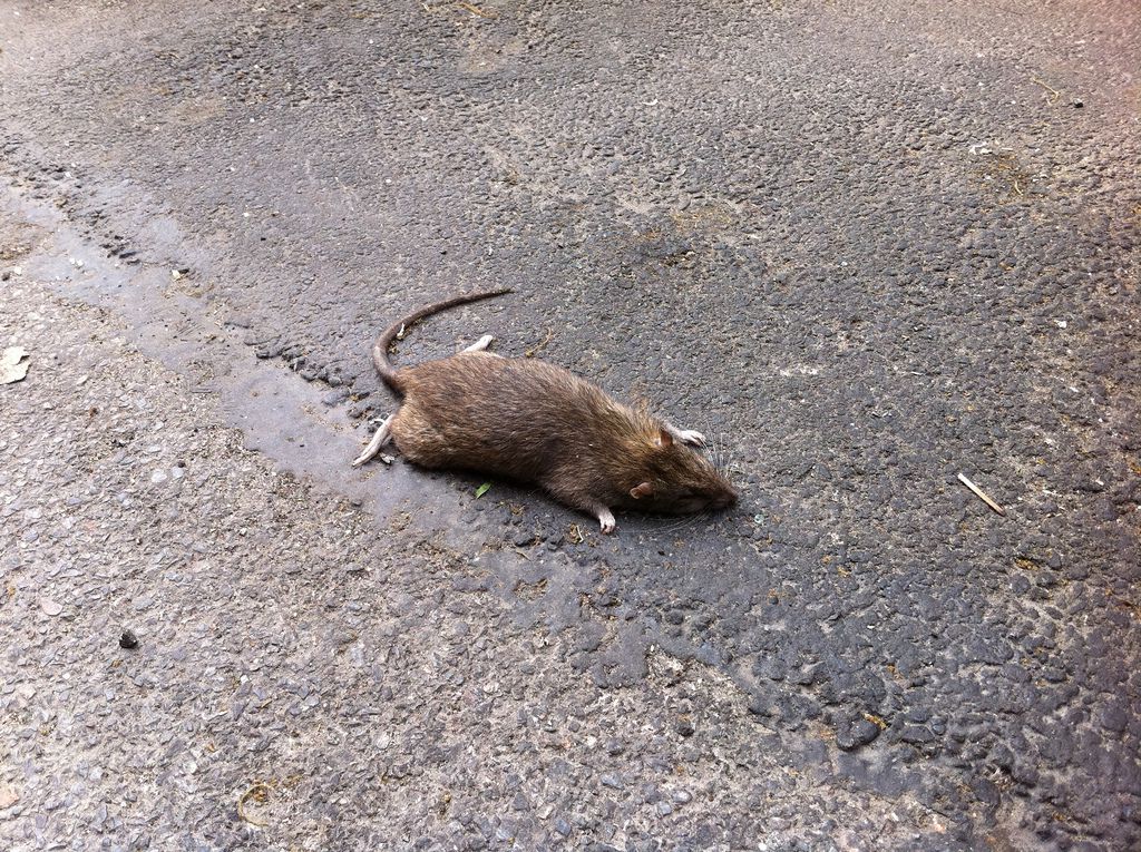 Een dode Noorse rat in de Bowery, New York. Door de grote hoeveelheid beschikbaar voedsel heeft deze rattensoort heeft zich heer en meester gemaakt in de riolen van de miljoenenstad.