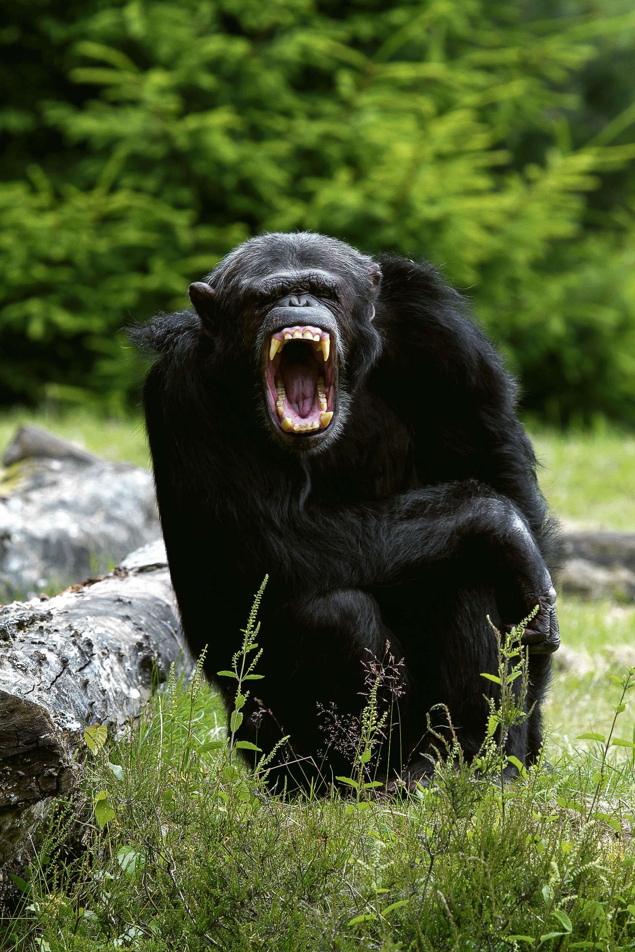 In de meeste bestudeerde chimpanseegroepen in Afrika komt moord voor.
