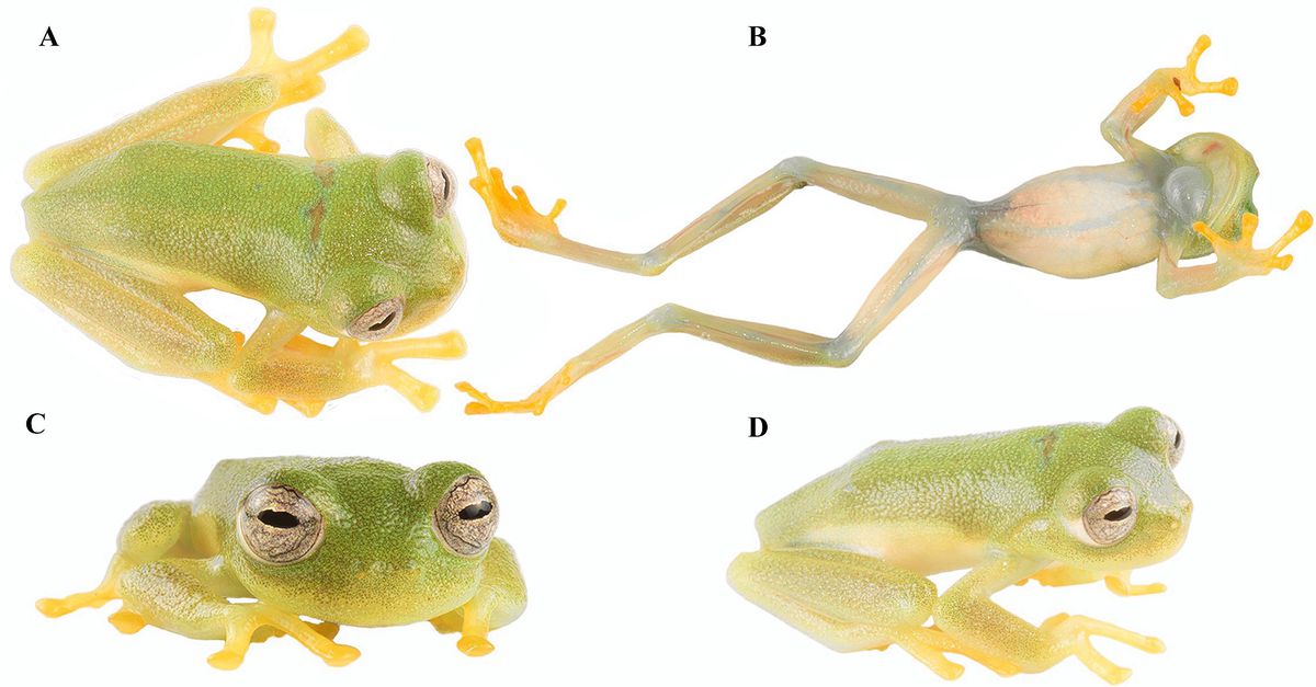 The name of this tiny glass frog is heavy with symbolism